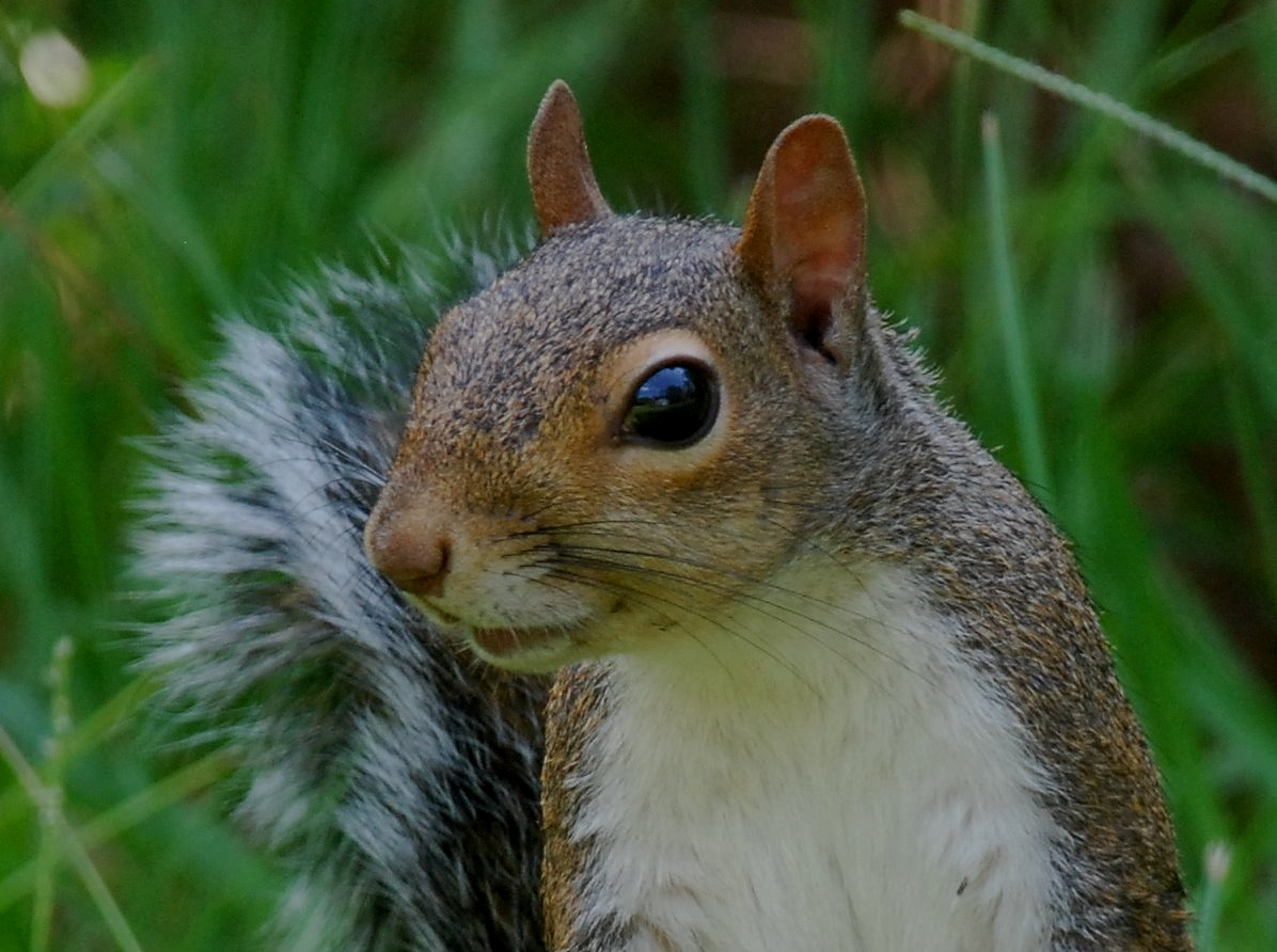 pictures of a squirrel
