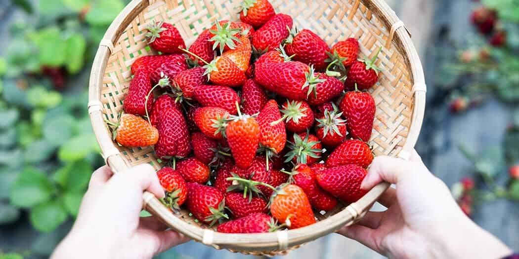 pictures of a strawberry