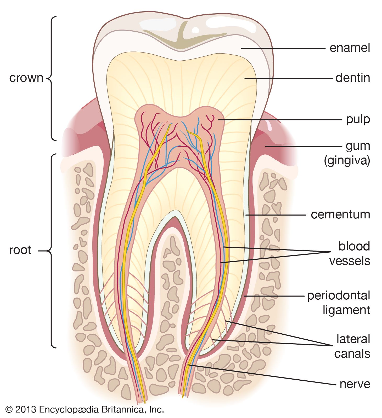 pictures of a tooth