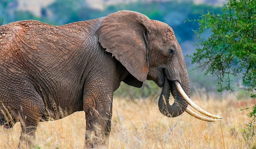 pictures of an elephant