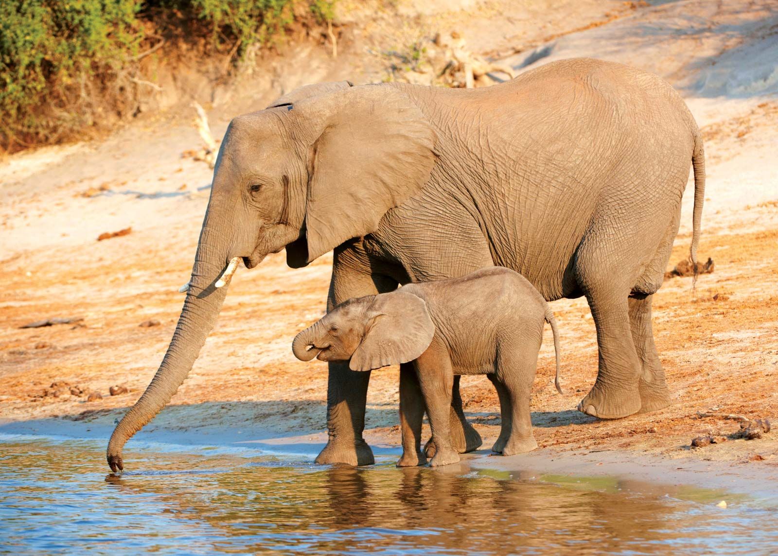 pictures of an elephant