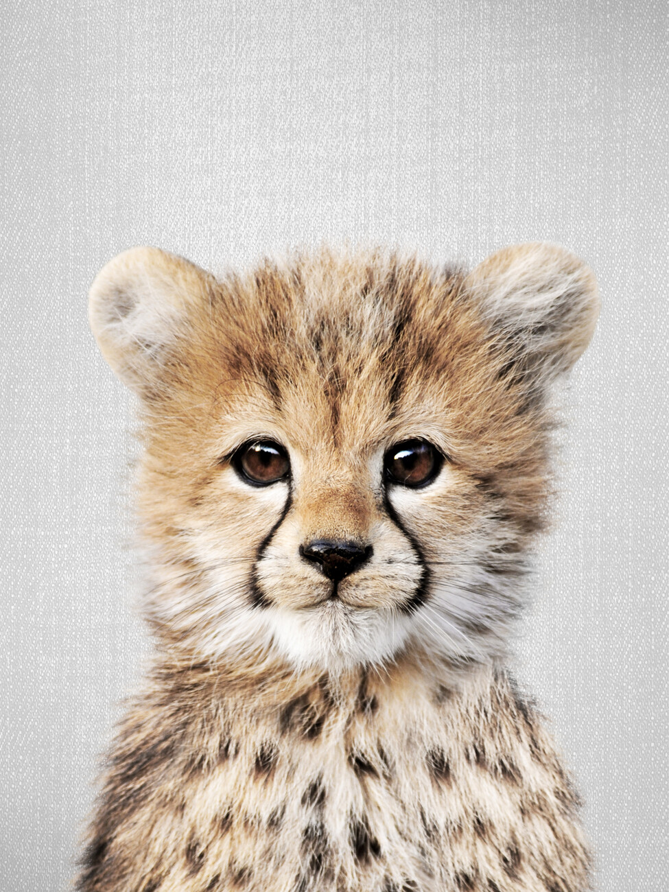 pictures of baby cheetahs
