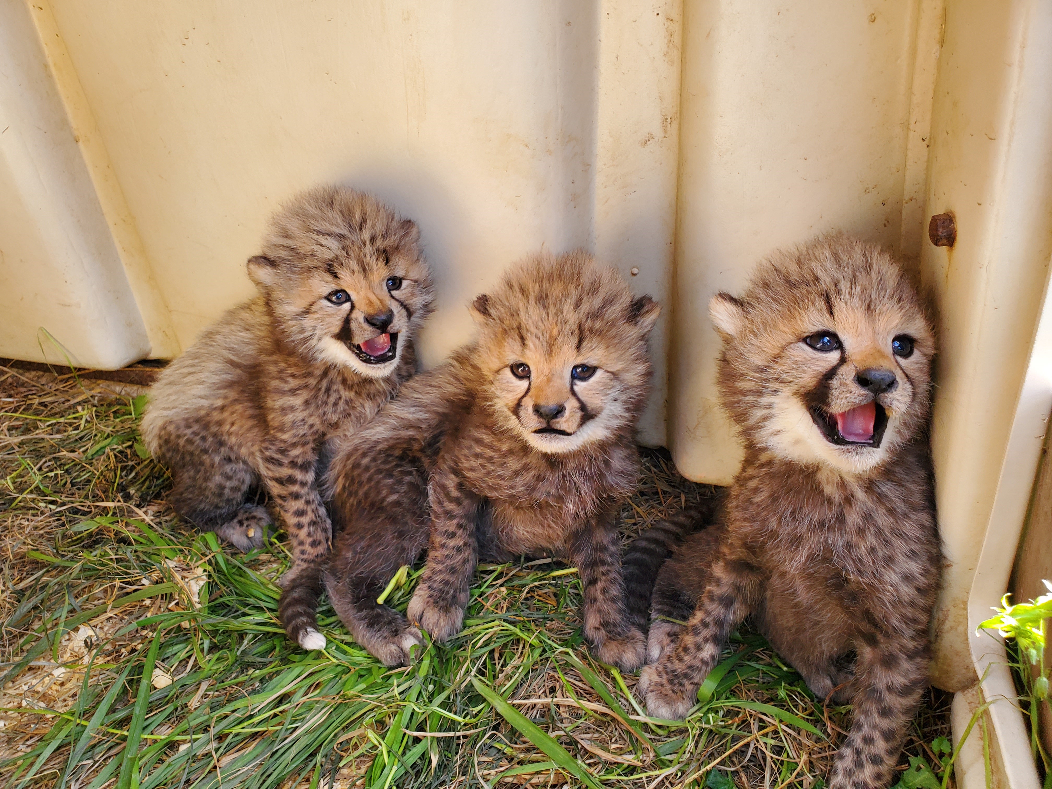 pictures of baby cheetahs