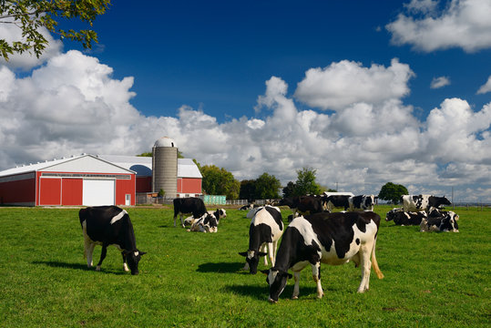 pictures of barn animals