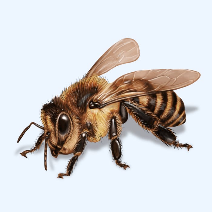 pictures of bee s