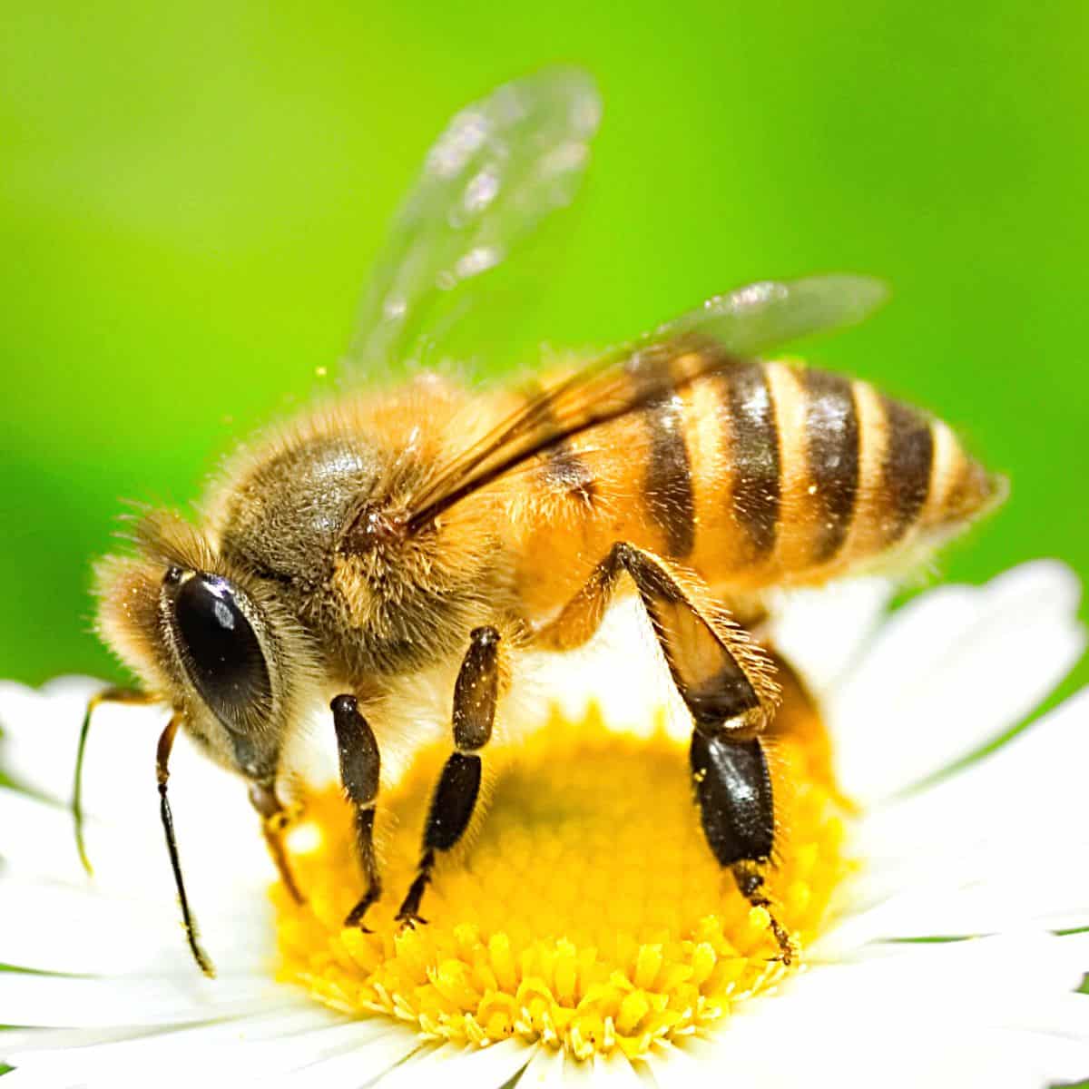 pictures of bee