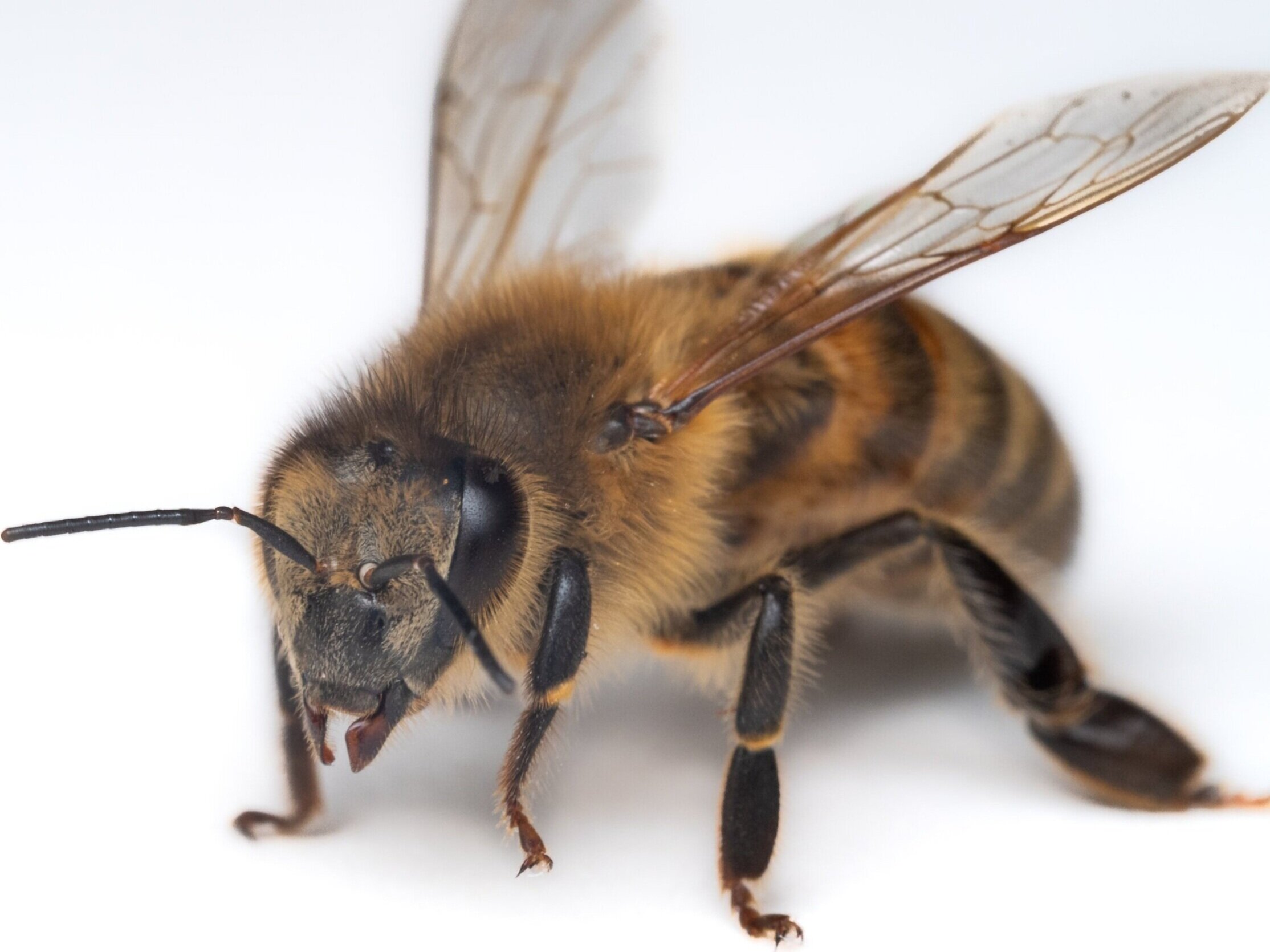 pictures of bee