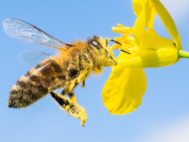 pictures of bee