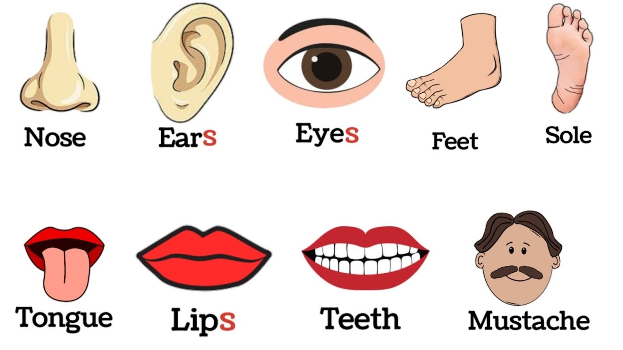 pictures of body parts