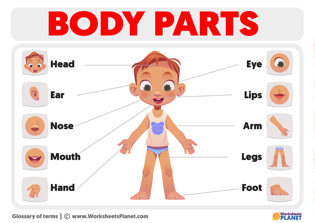 pictures of body parts