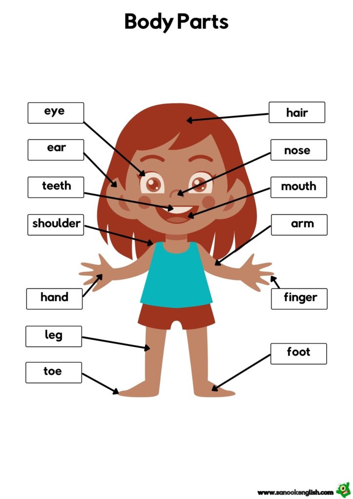 pictures of body parts