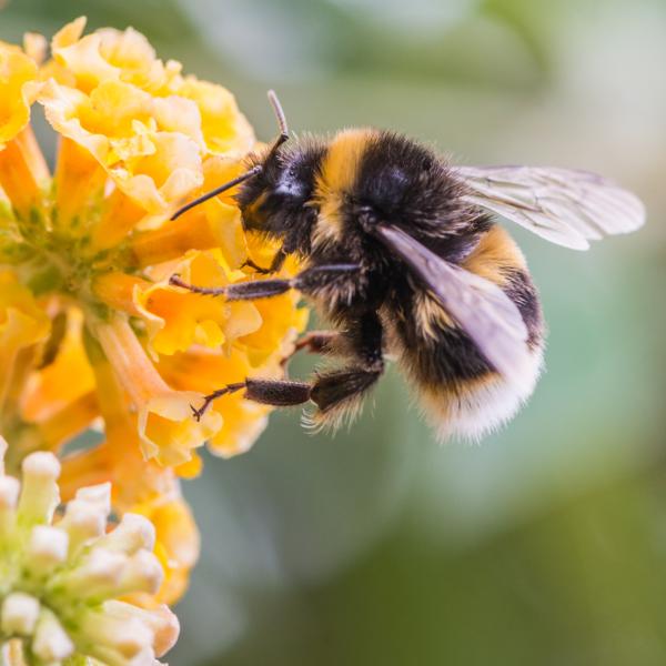 pictures of bumblebees