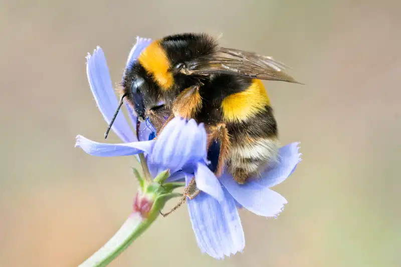 pictures of bumblebees