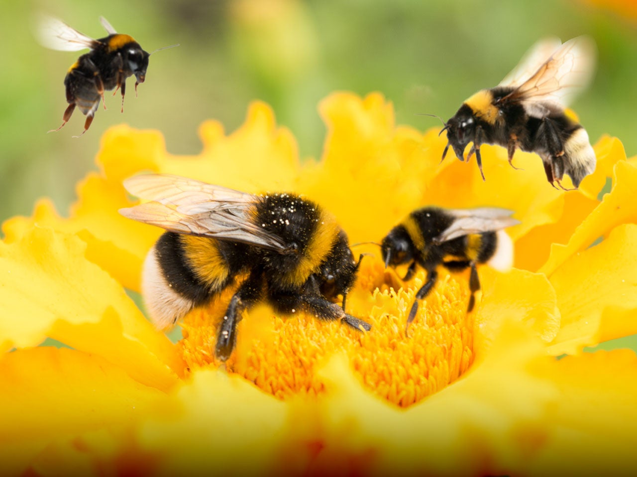 pictures of bumblebees