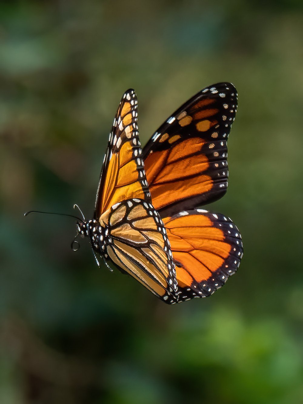 pictures of butterflies