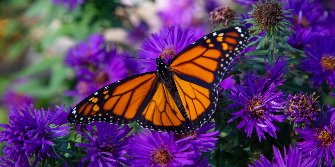 pictures of butterflies