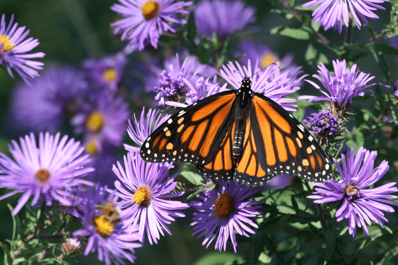pictures of butterflies