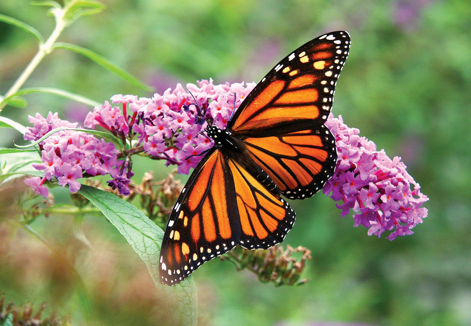 pictures of butterfly