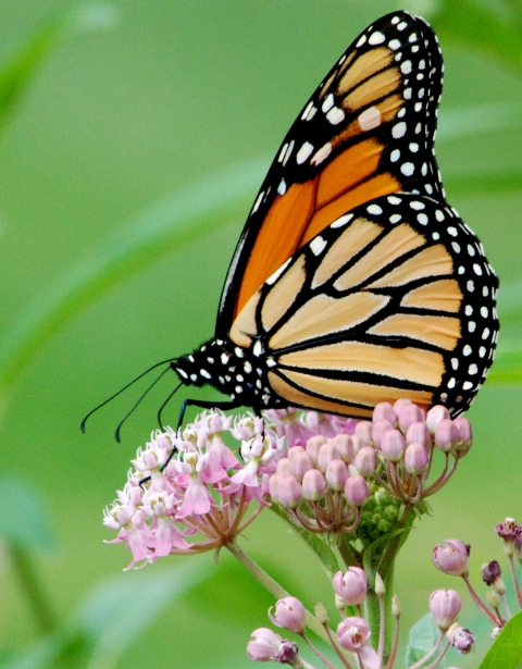 pictures of butterfly