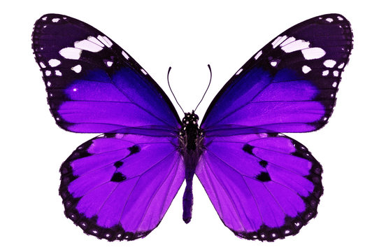 pictures of butterfly