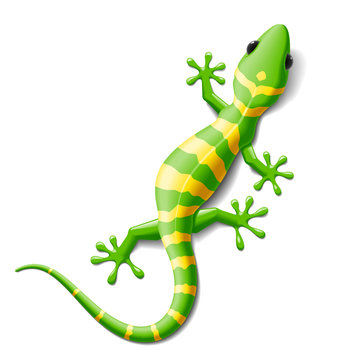 pictures of cartoon lizards