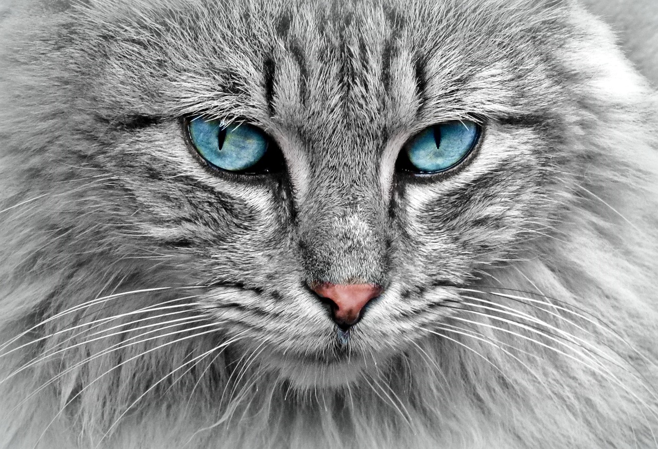 pictures of cat faces