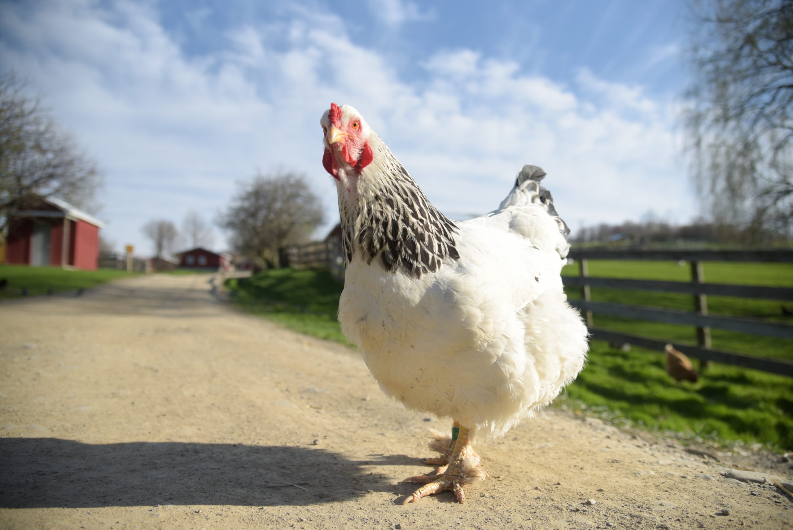 pictures of chickens on a farm