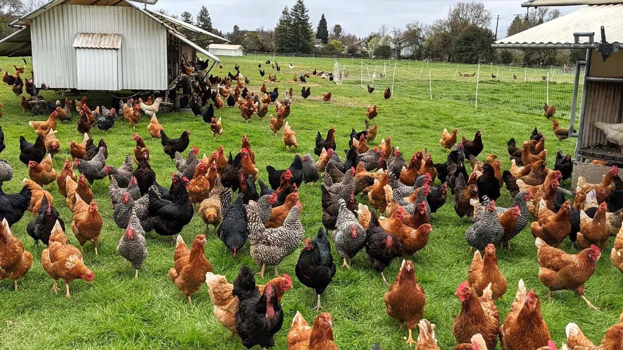 pictures of chickens on a farm