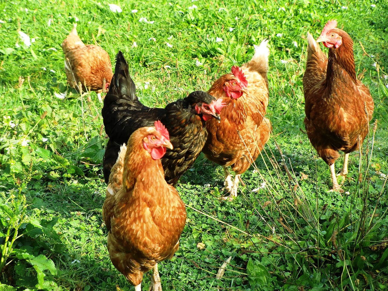 pictures of chickens on a farm