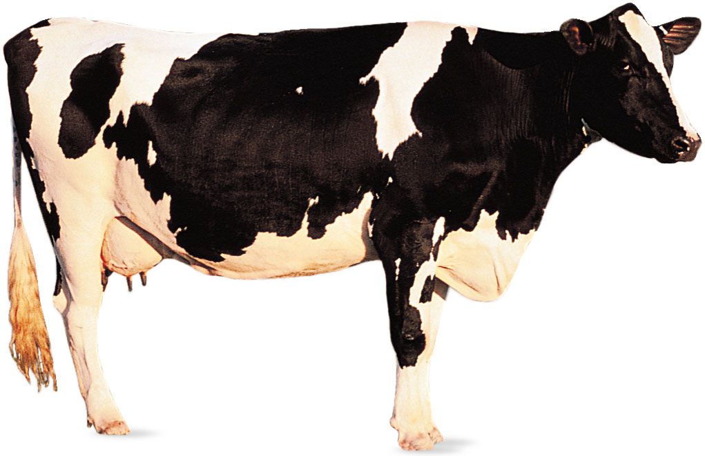 pictures of cow