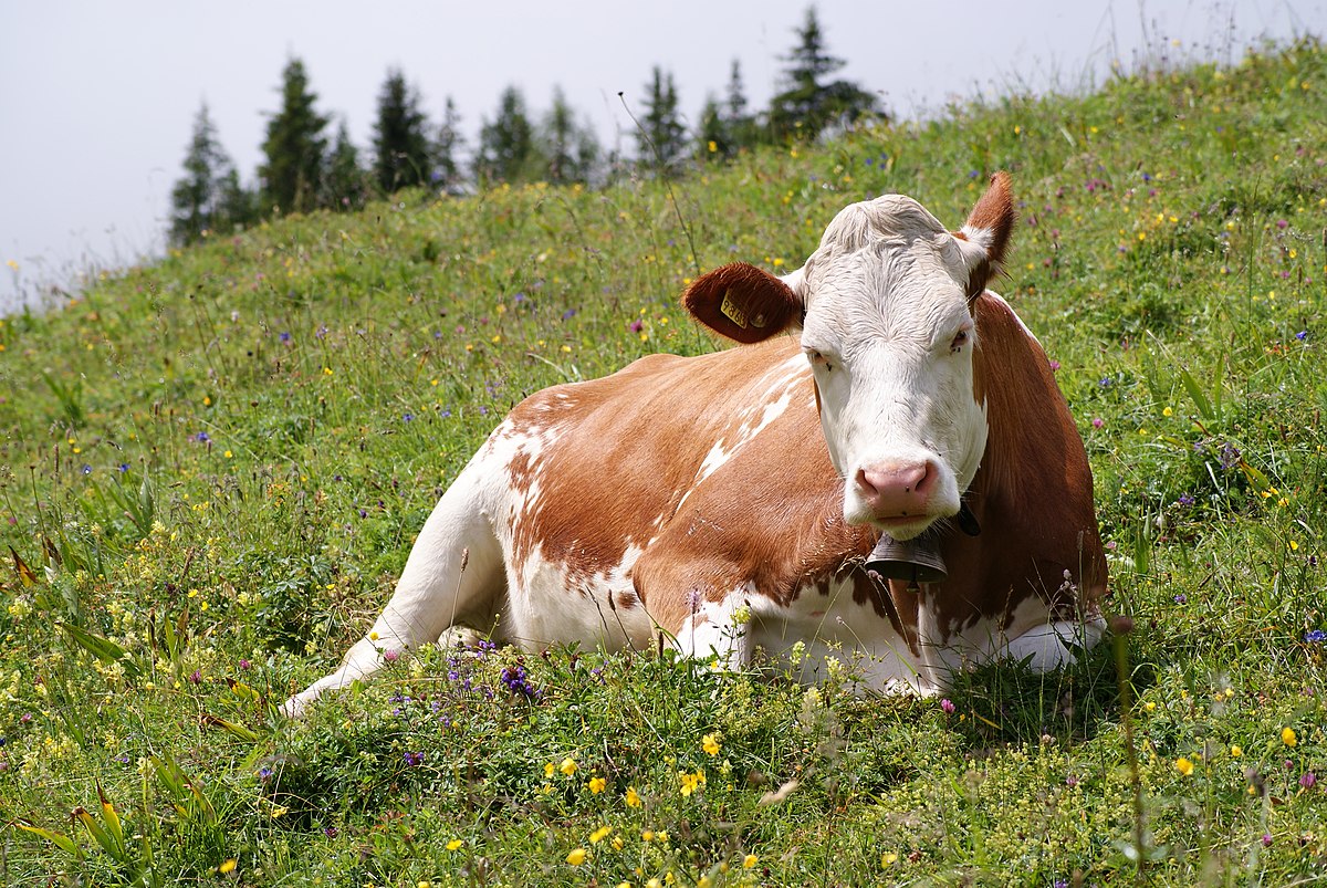 pictures of cow