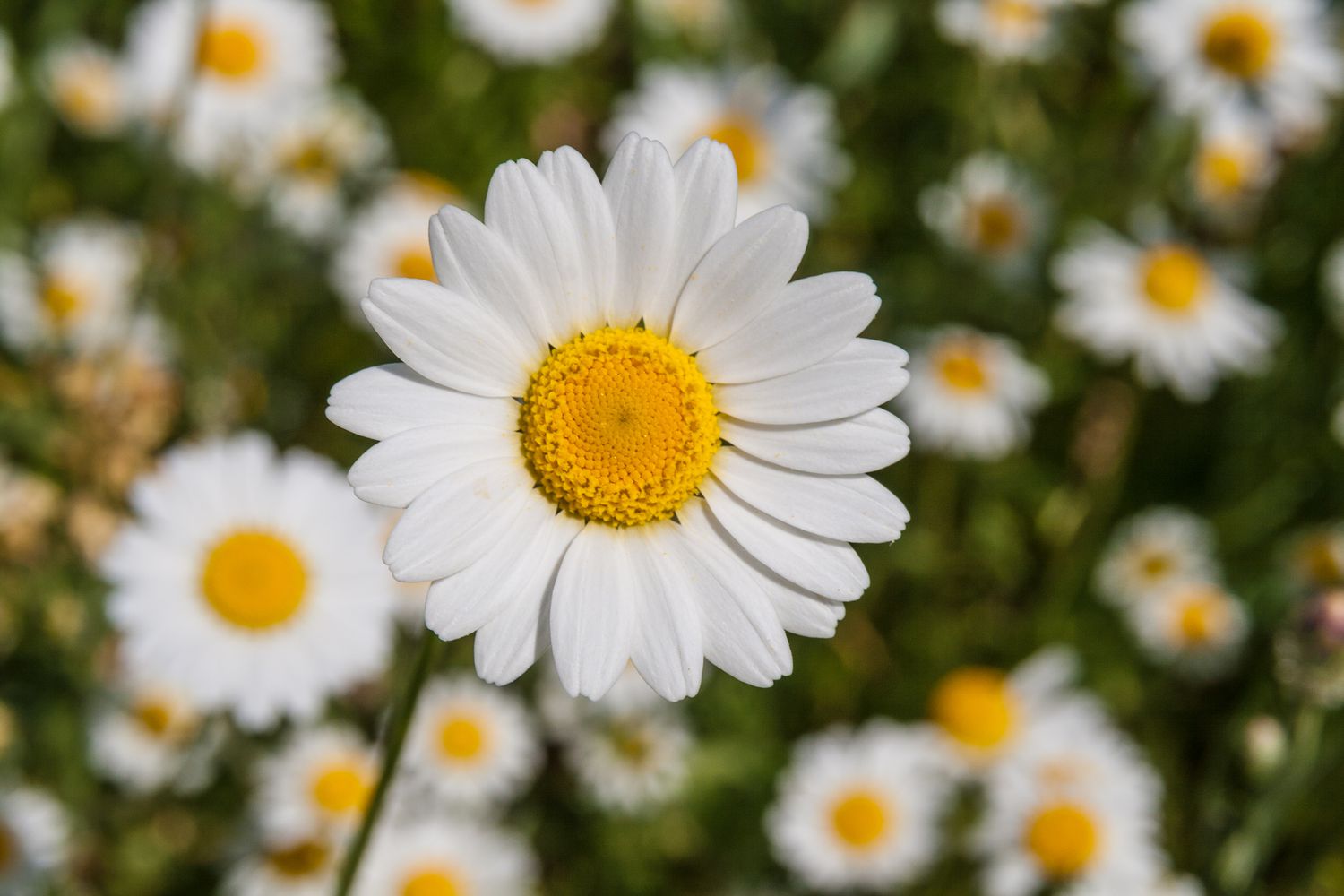 pictures of dasies