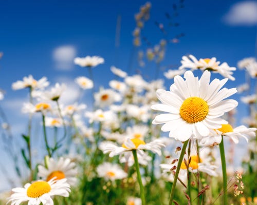 pictures of dasies