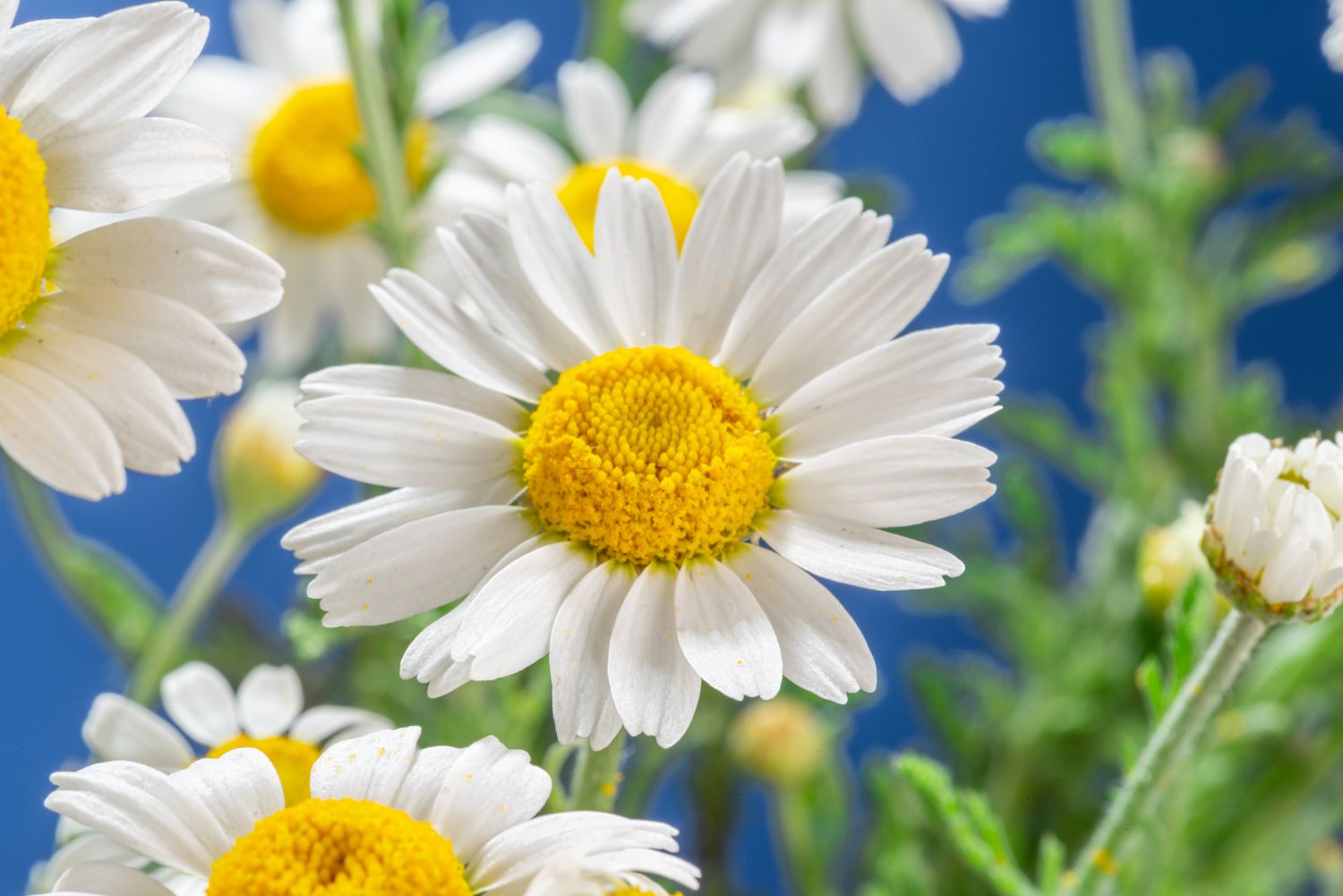 pictures of dasies