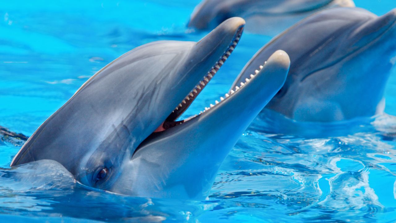 pictures of dolphins for kids