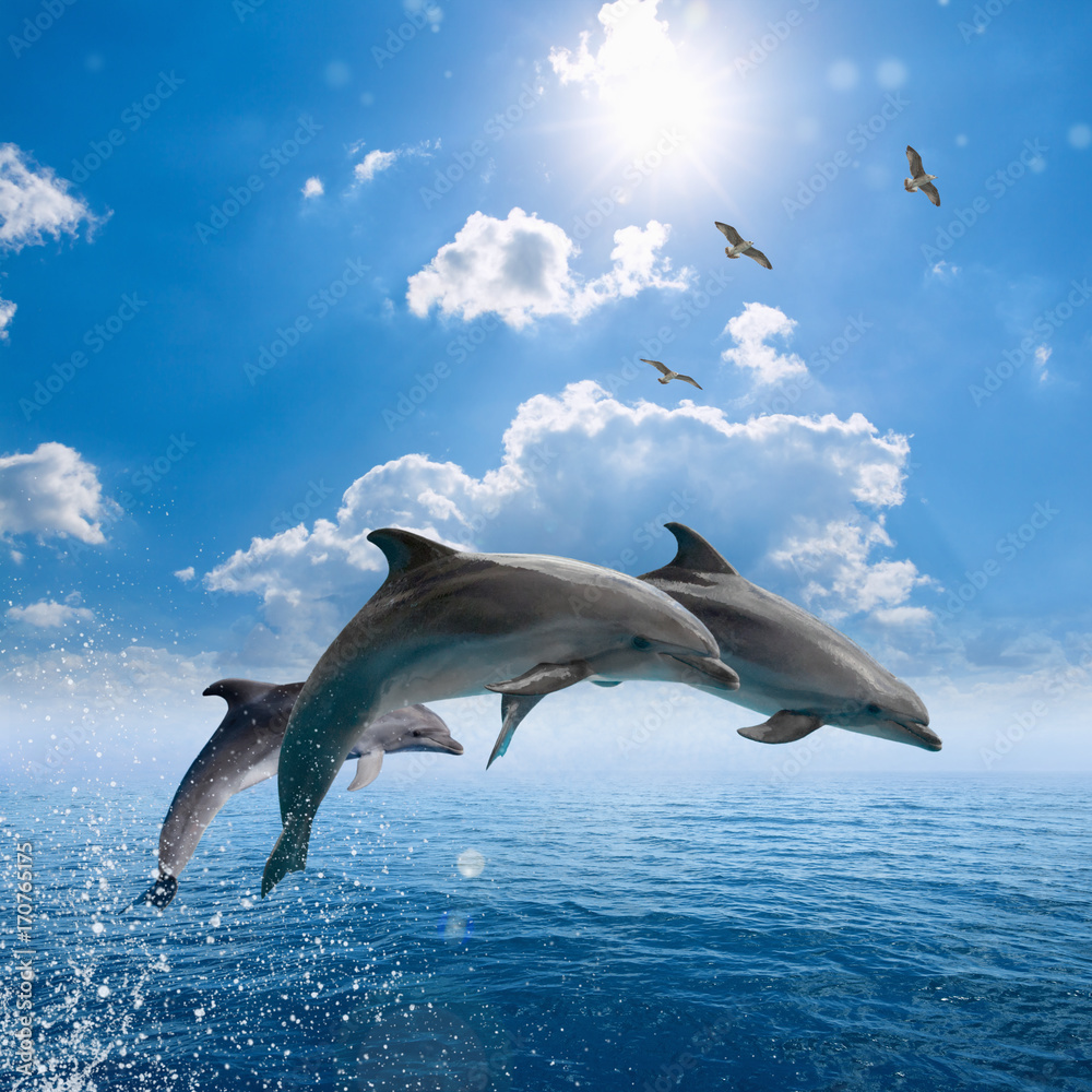 pictures of dolphins to print
