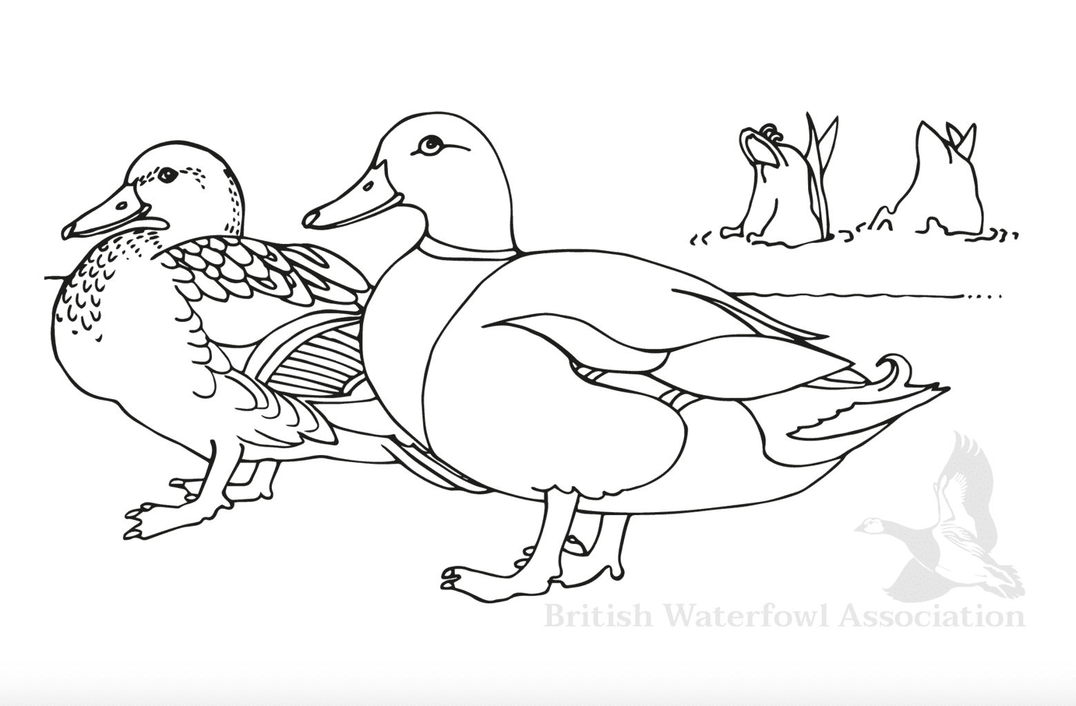 pictures of ducks to color