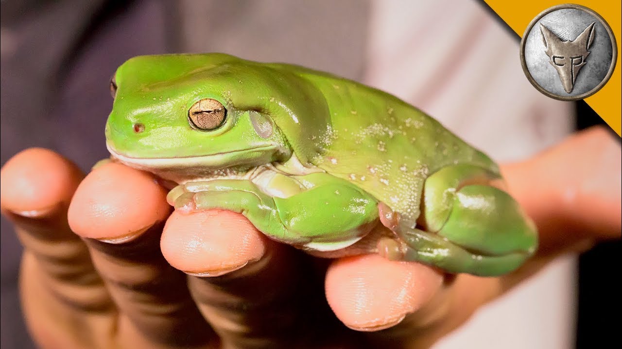 pictures of frog