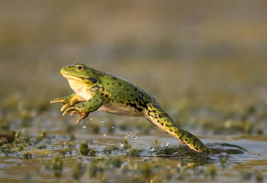 pictures of frogs for kids