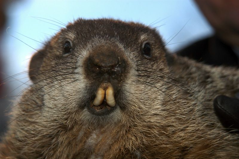 pictures of ground hogs