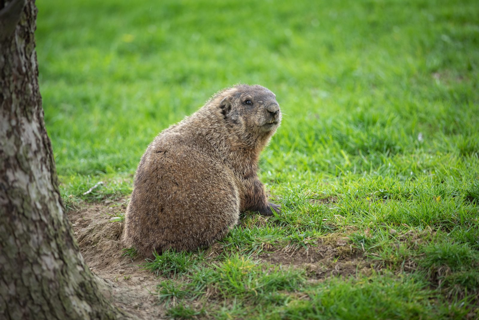 pictures of groundhogs