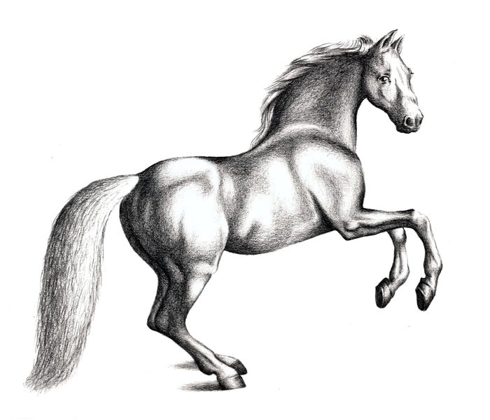 pictures of horse drawings