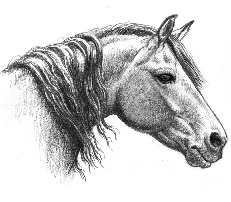 pictures of horse drawings