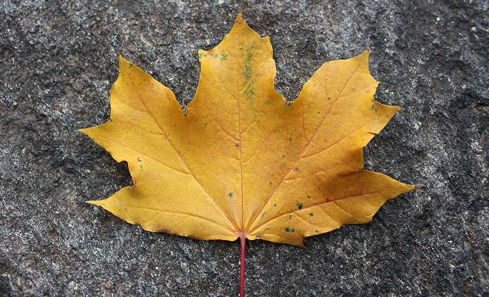 pictures of maple leaves
