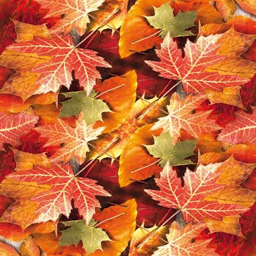 pictures of maple leaves