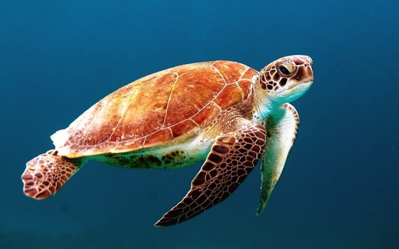 pictures of marine animals