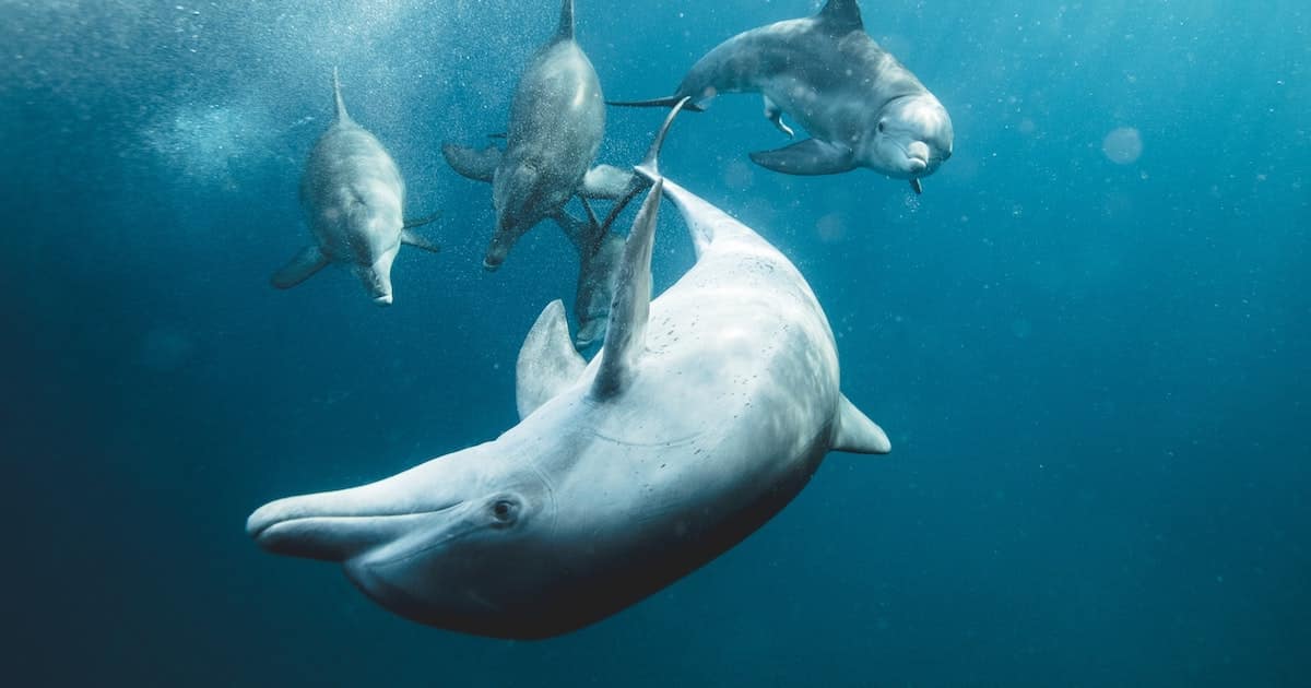 pictures of marine animals