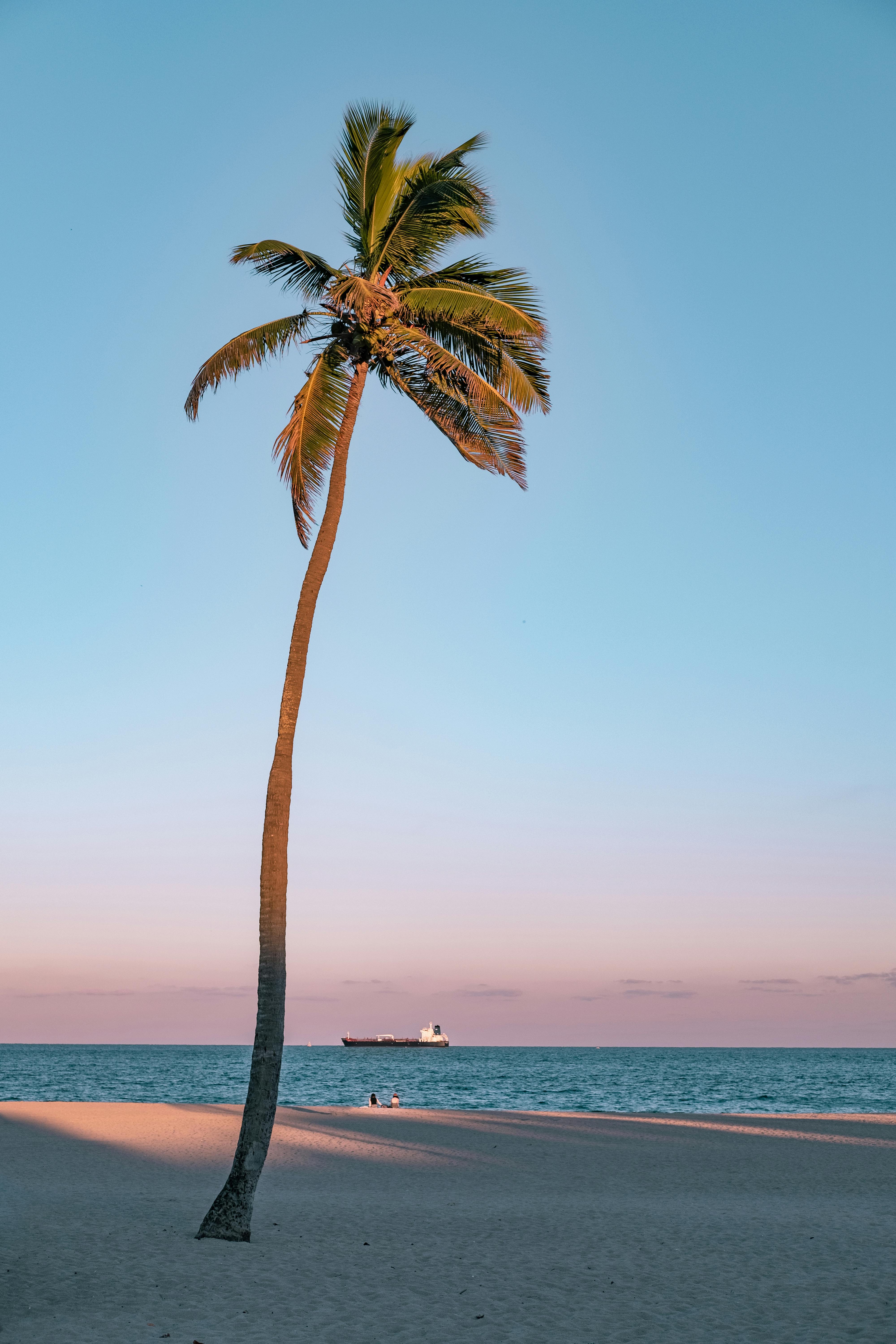 pictures of palms trees