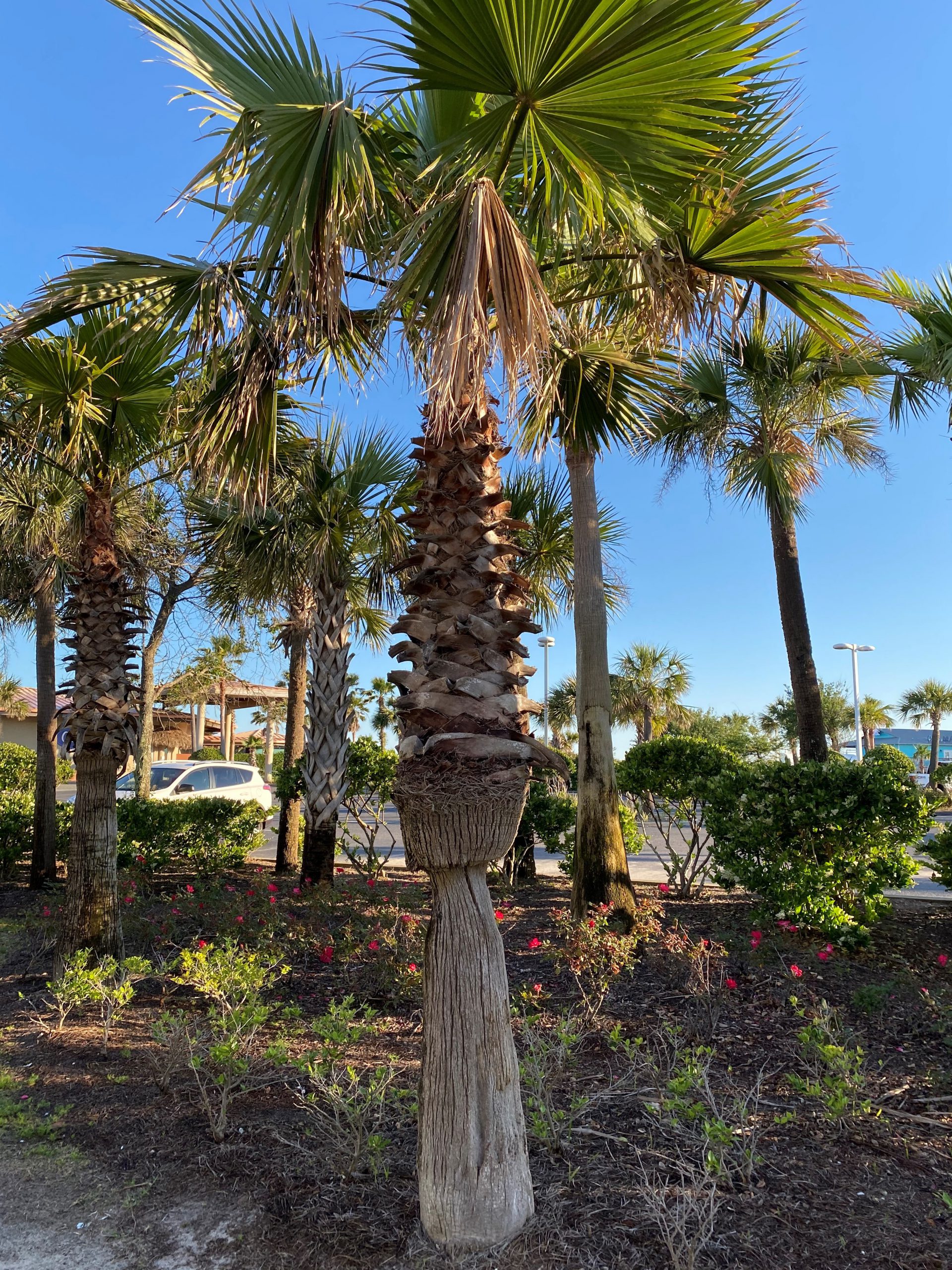 pictures of palms trees