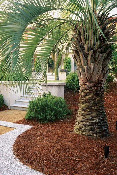 pictures of palms trees